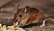 24 Hour & Emergency Exterminators in Haverhill, MA